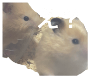 853380532