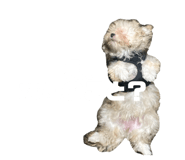 853386420