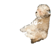 853386423