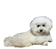 853386424