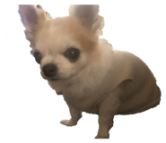 853417331