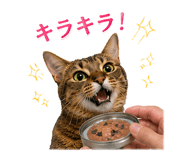 853436608