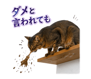 853436610