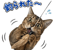 853436620