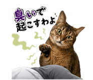 853436621