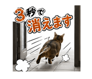 853436626