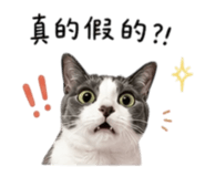 853451126
