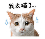 853453255