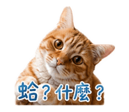 853453614