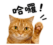 853477250