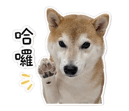 853503969