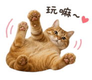 853506893