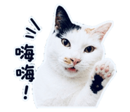 853514507
