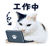 853514521