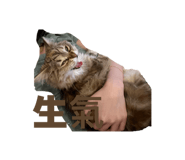 853514994