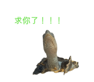 853528468