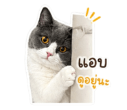 853538004