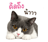 853538005