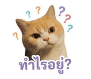 853538746