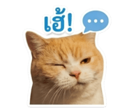 853538750