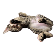 853548973