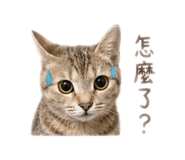 853553079