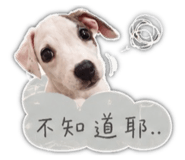 853554557