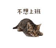 853555128