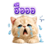 853556409
