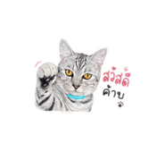853562662