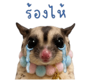 853562818