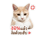 853562833