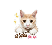 853562838