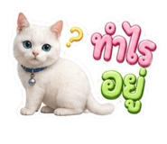 853564844