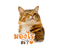 853566141