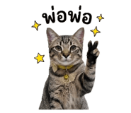853567381