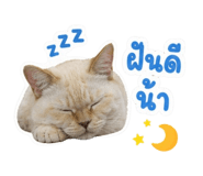 853569355
