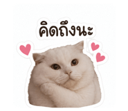 853571127