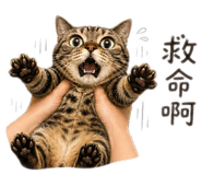 853584288