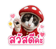 853593241