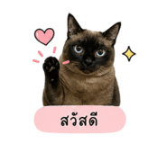853596209