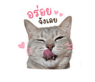 853597003