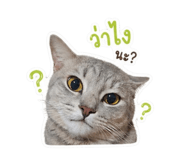 853597004