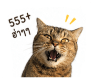 853597263