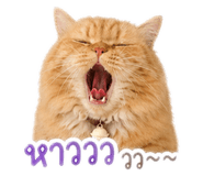 853599132