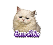 853604403