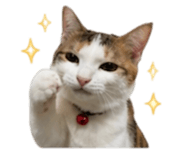 853608277
