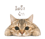 853609448
