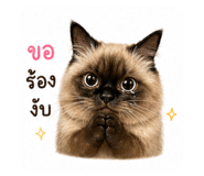 853610018