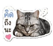 853613689